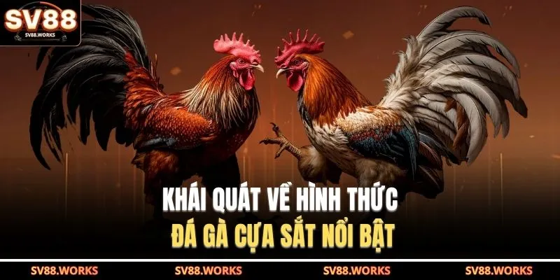 Đá Gà Cựa Sắt Tại SV88 – Tốc Độ Nhanh, Sát Thương Mạnh 2 Khái quát về hình thức đá gà cựa sắt nổi bật
