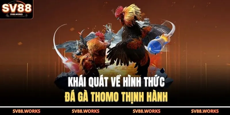Khái quát về hình thức đá gà Thomo thịnh hành 